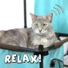 Indoor Mega Kit Cat Furniture, Cat Scratcher